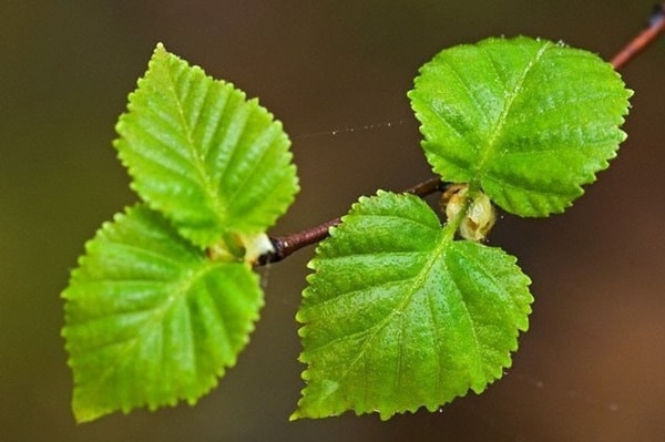 nuotrauka