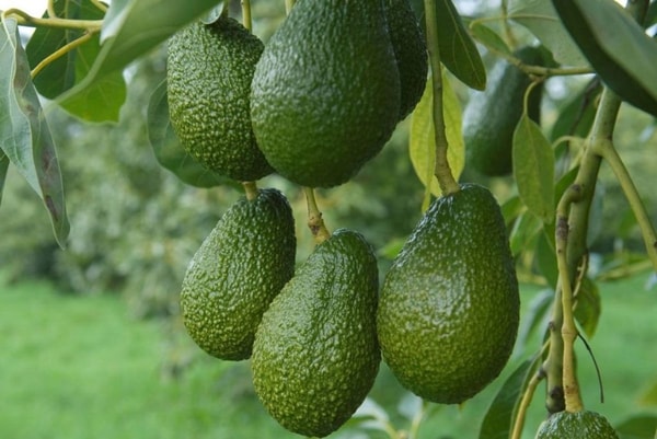 nuotrauka