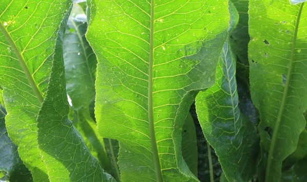 nuotrauka