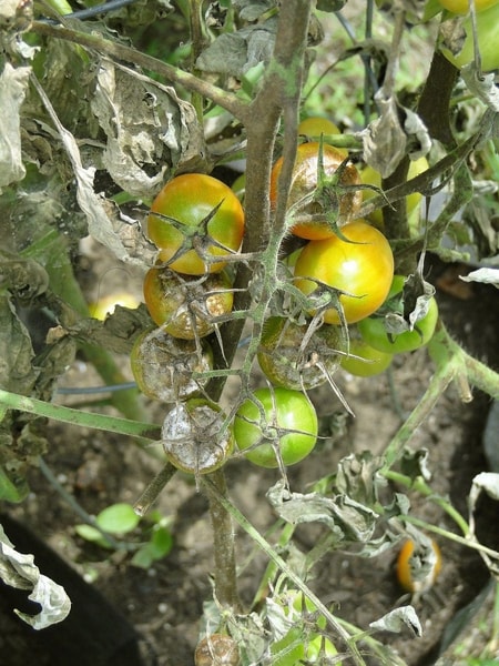 nuotrauka