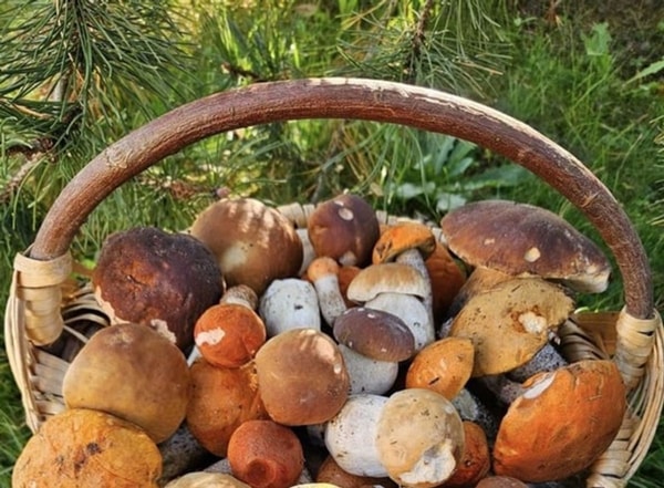 nuotrauka
