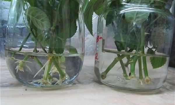 nuotrauka