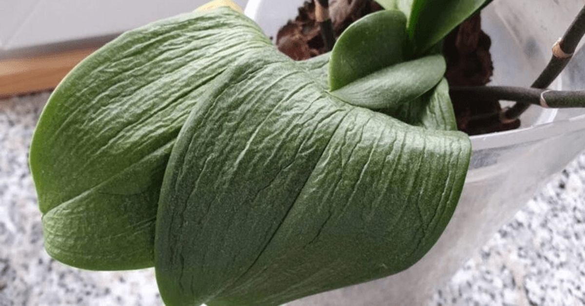 kodėl vysta orchidėjų lapai
