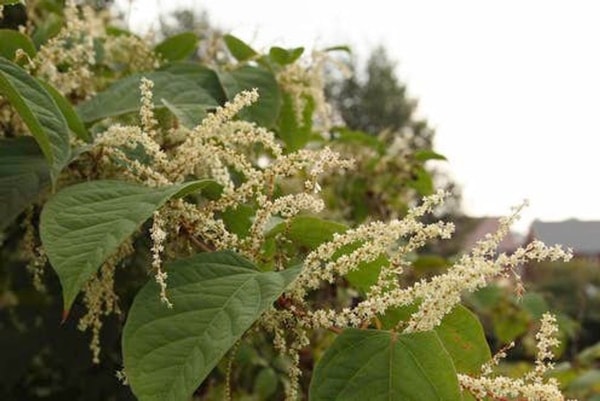 nuotrauka