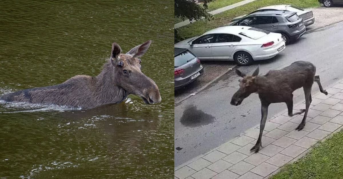 Briedis Vilniuje sukėlė sumaištį