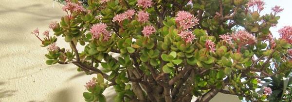 nuotrauka