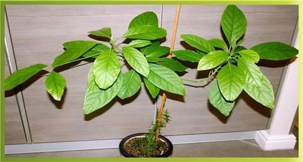 nuotrauka