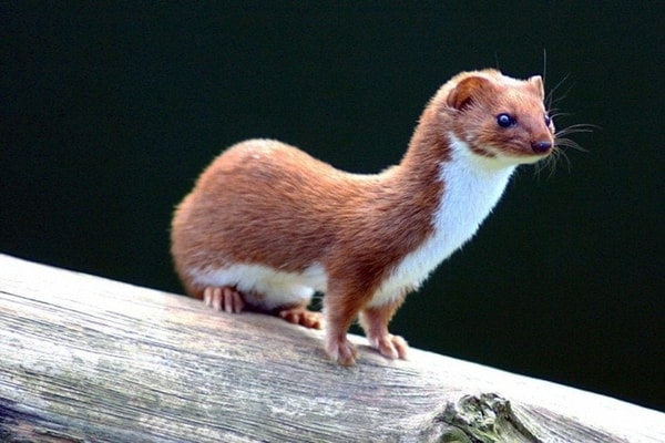nuotrauka