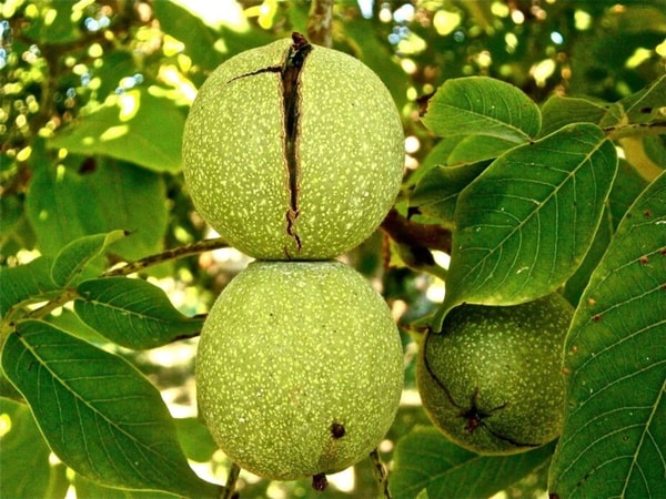 nuotrauka