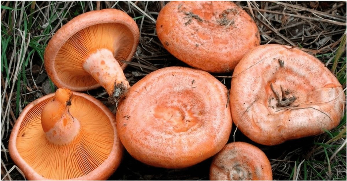 Grybai, kuriuos galima valgyti termiškai neapdorotus