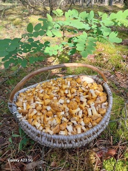 nuotrauka
