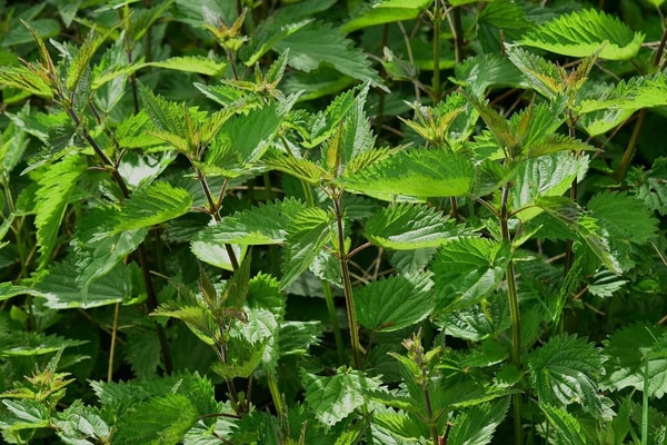 nuotrauka