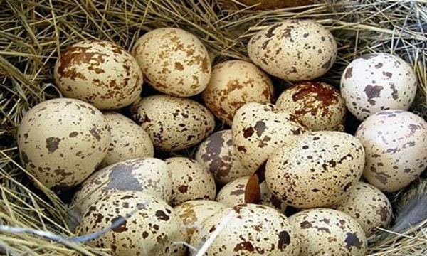 nuotrauka