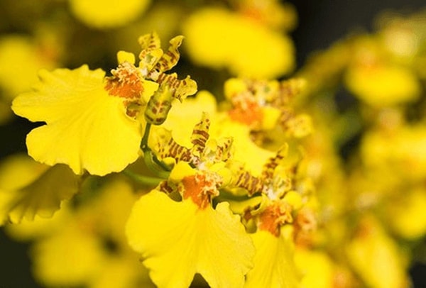 Oncidija (Oncidium)