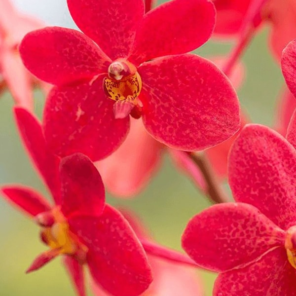 Vanda