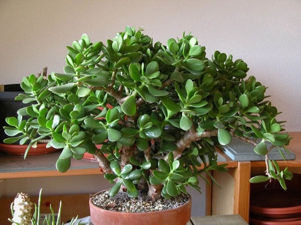 nuotrauka