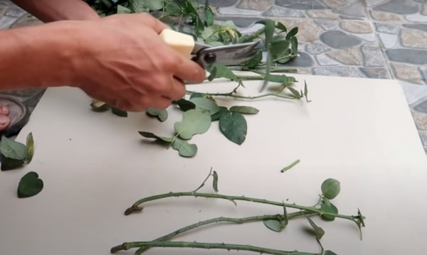 nuotrauka
