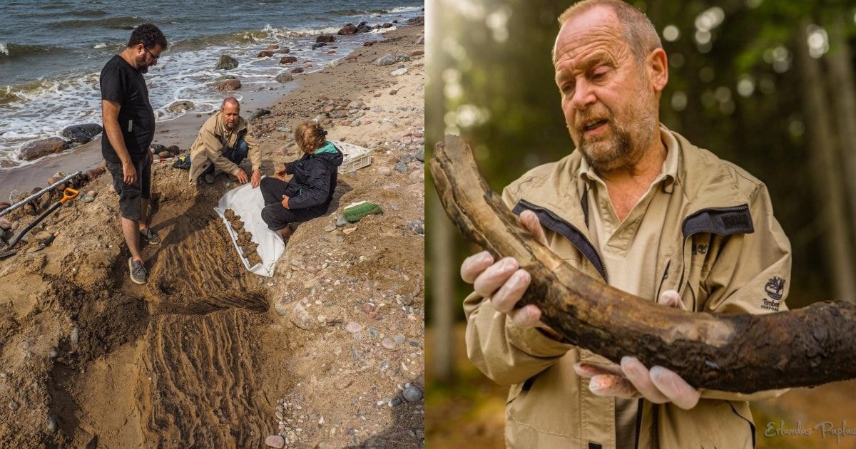 Sensacija Lietuvos pajūryje: iškasta mamuto iltis