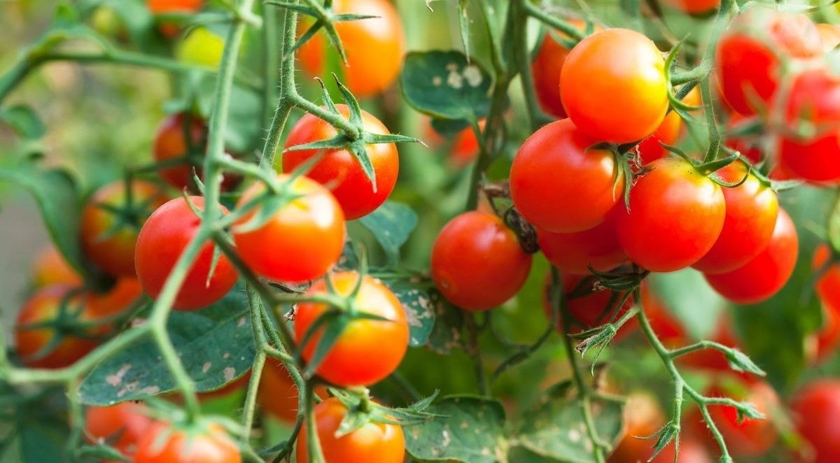 Pomidorų augintojams: atskleista geriausių naminių trąšų paslaptis