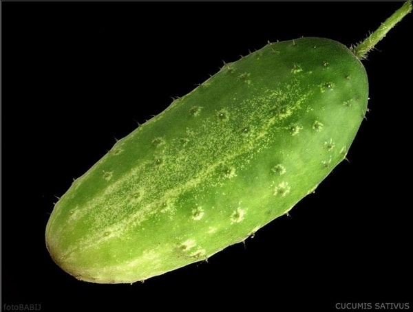 nuotrauka