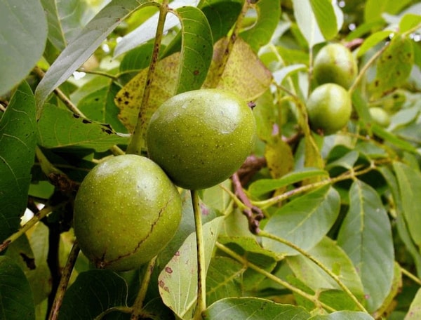 Žaliųjų graikinių riešutų tinktūra
