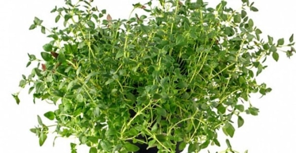nuotrauka
