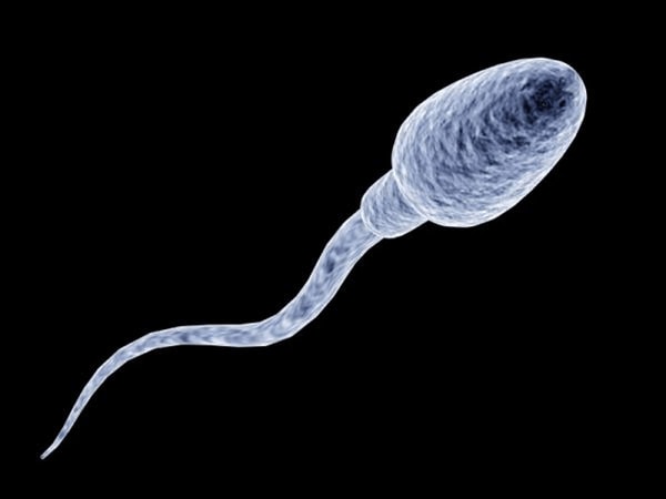 padidina spermatozoidų skaičių vyrams