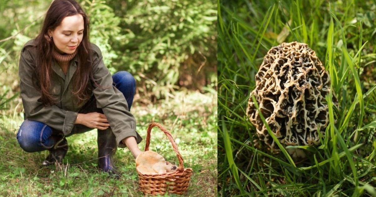 Lietuviai šio grybo miškuose ieško lyg pamišę: Kodėl jis toks ypatingas?