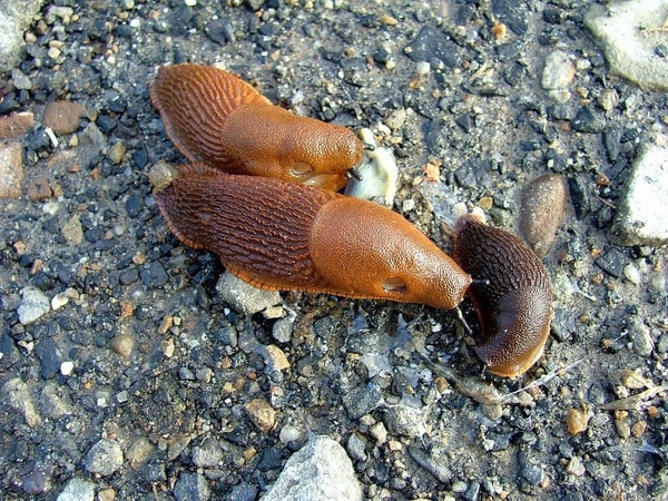 nuotrauka