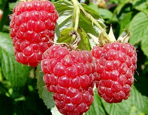 nuotrauka