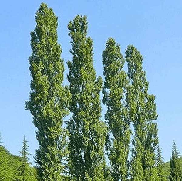 Tuopa 