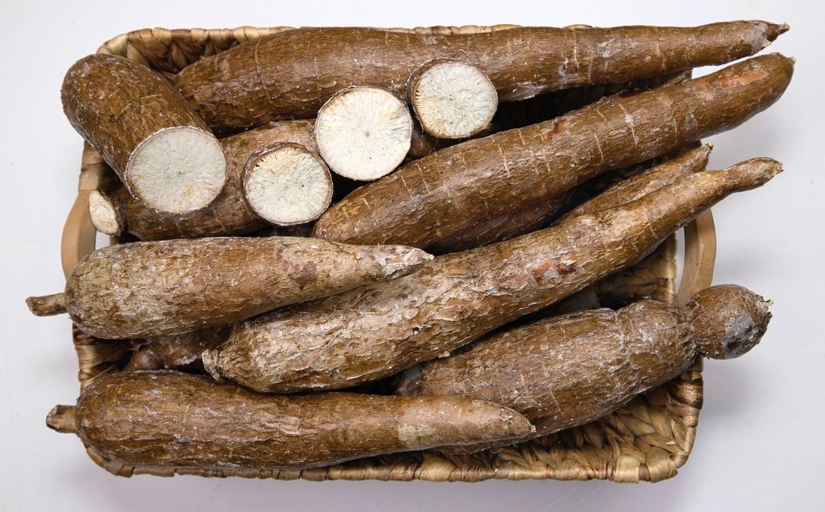 Yucca Root