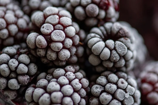 frozenblackberries