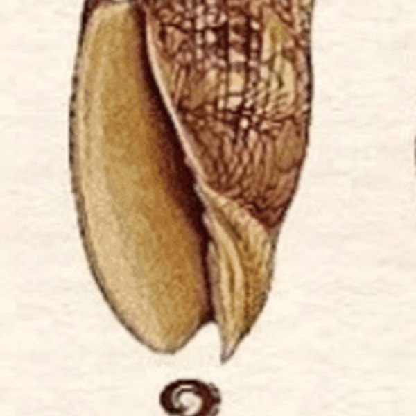 3 kriauklė