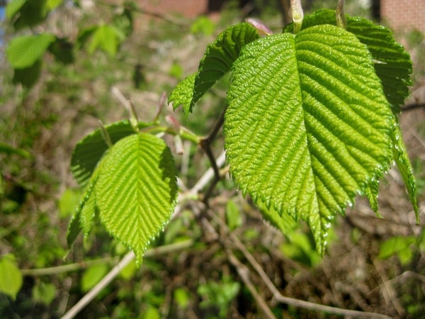 nuotrauka