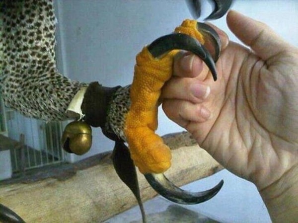 nuotrauka