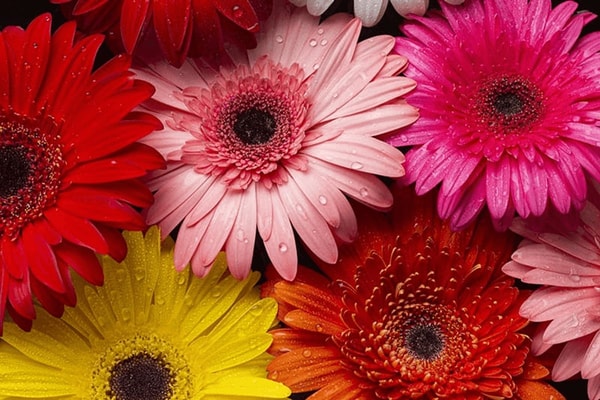 Gerbera