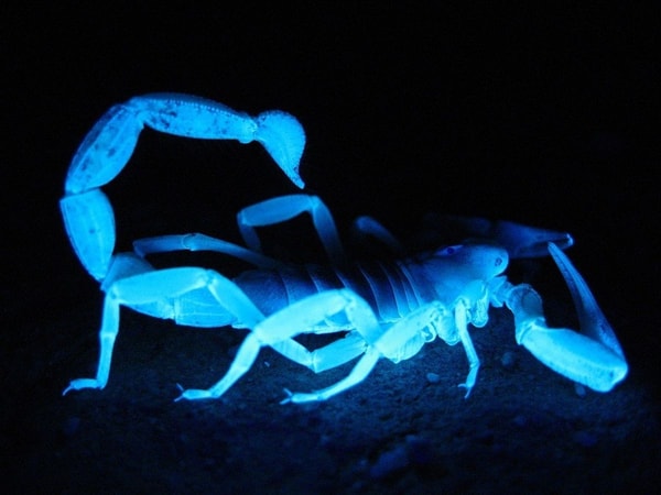 nuotrauka