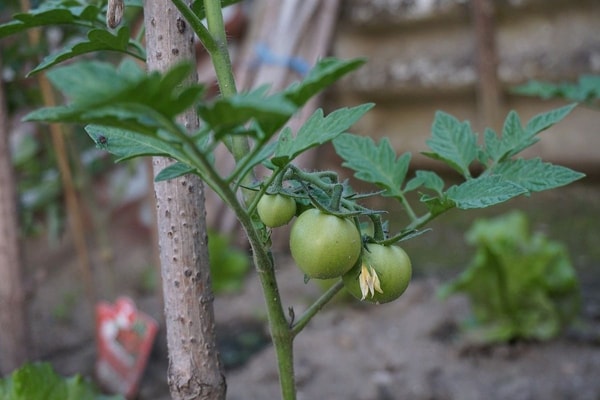 nuotrauka