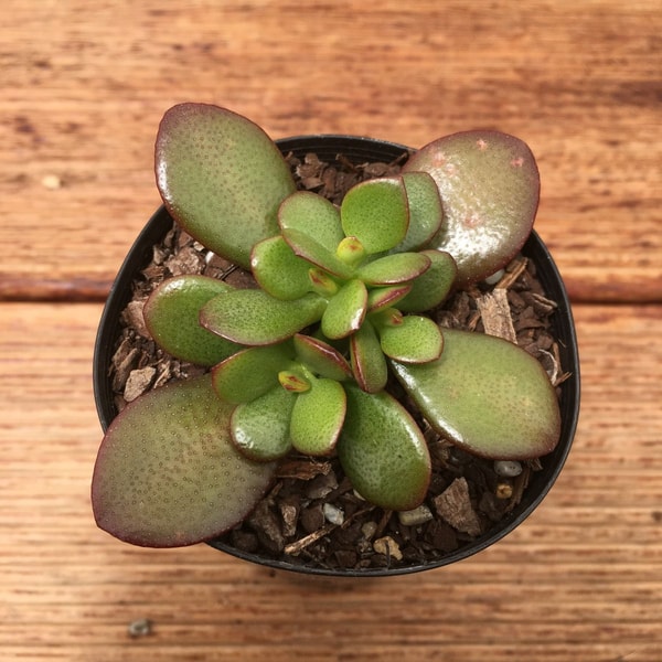 nuotrauka