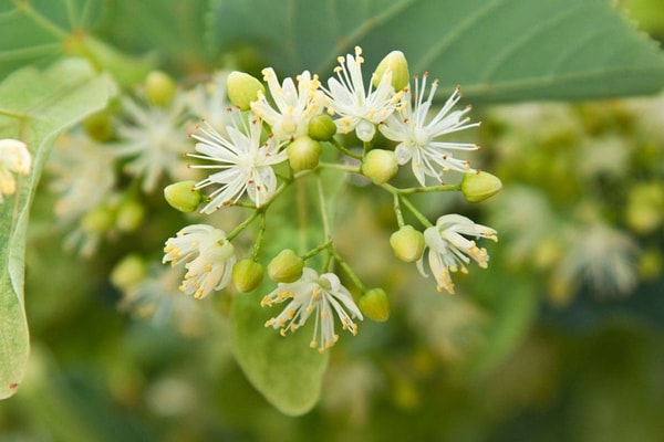 nuotrauka