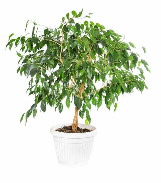 nuotrauka