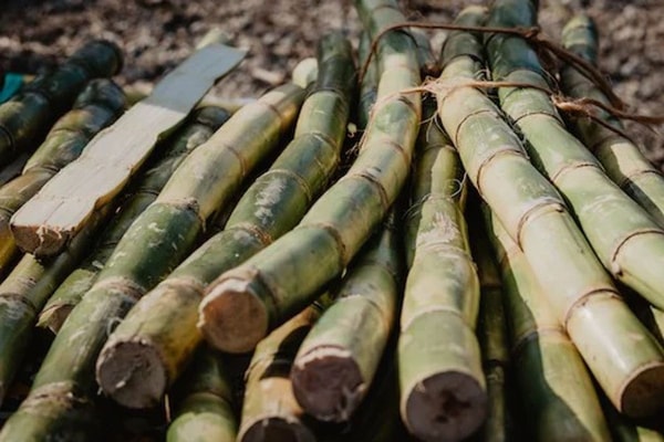 sugar canes