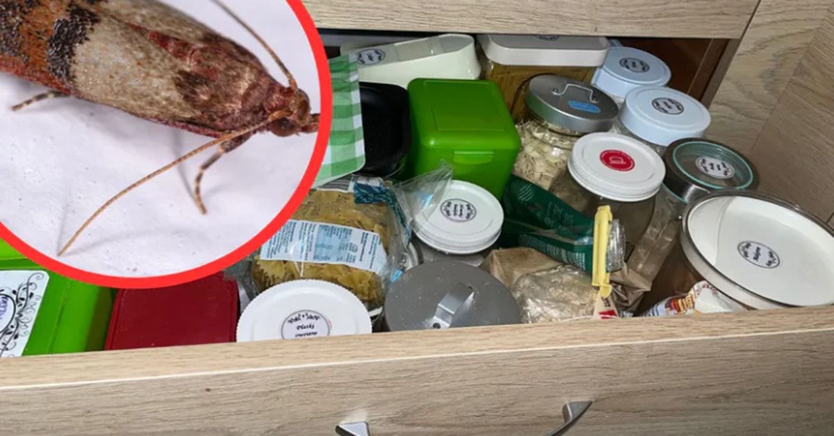 Močiutės paslaptis: namuose niekada nėra maistinių kandžių! Pasigaminkite priemonę patys