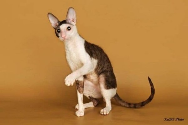 nuotrauka