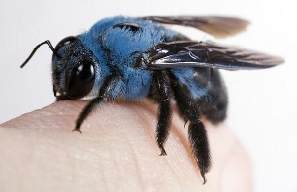 nuotrauka