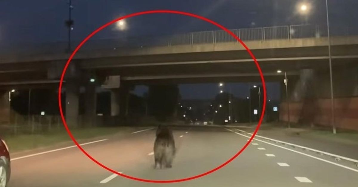 Naktį Vilniuje meška bėgiojo tarp automobilių