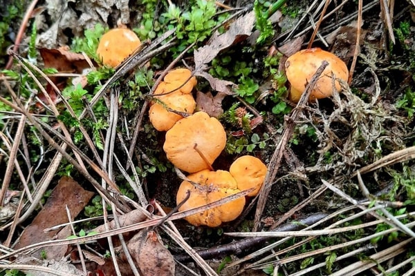nuotrauka