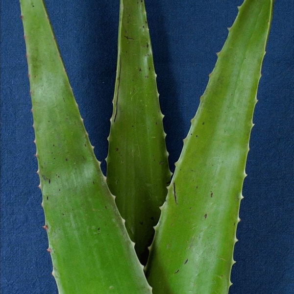 Alavijo lapai