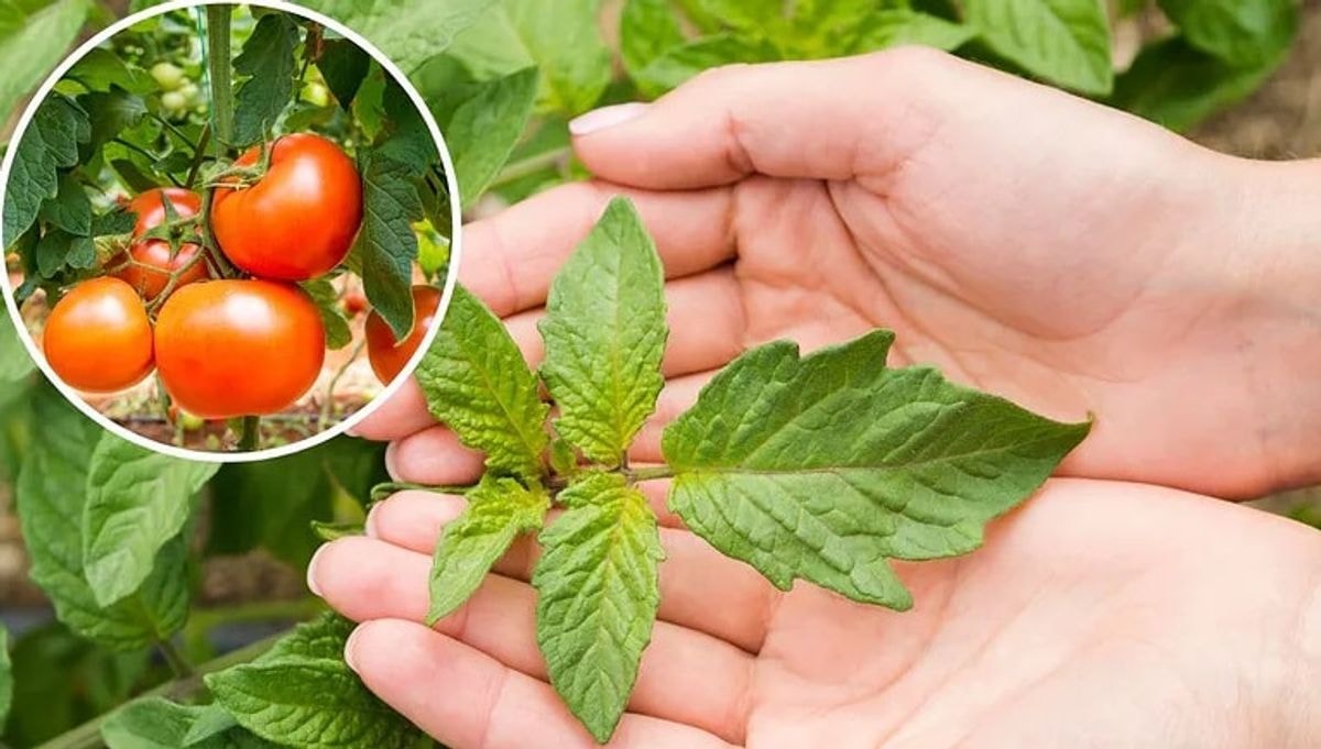 Pomidorų lapai riečiasi? Galimos 4 priežastys, kurias verta žinoti